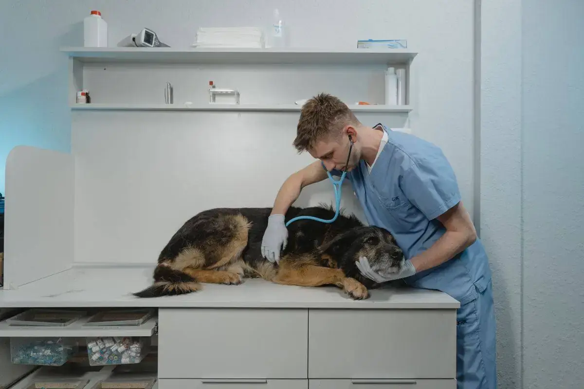 Veterinaria revisando a un perro en la mesa de consulta